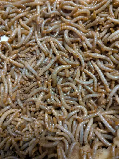 live mealworms, View more