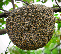 Free- Honey Bee swarms removal service