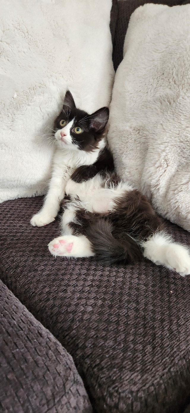 Non standard Munchkin Kitten Cats & Kittens for Rehoming Lethbridge