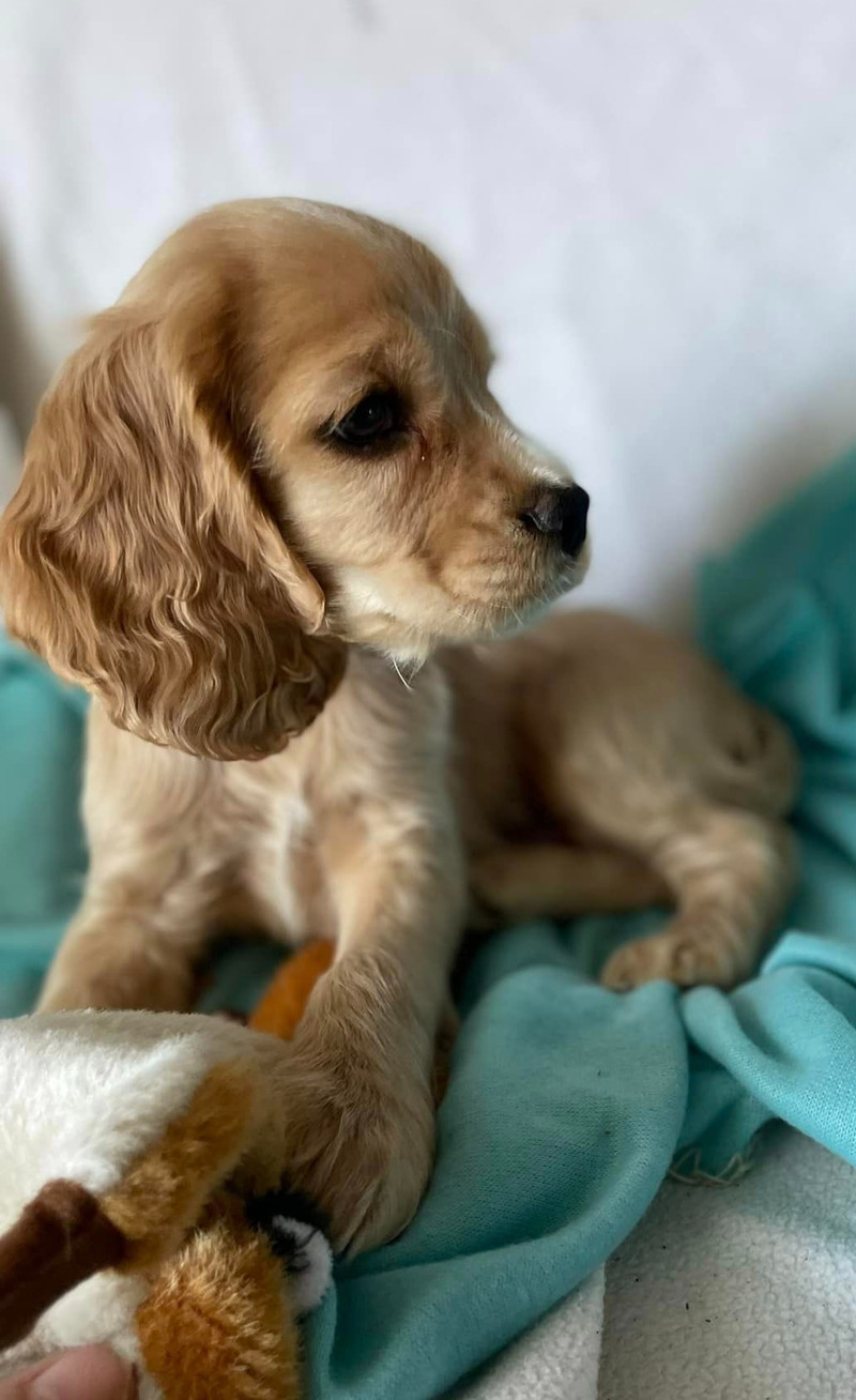 Cocker Spaniel phantom Merle Dogs & Puppies for Rehoming Ottawa
