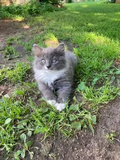 Sweet Lovely Kittens, View more