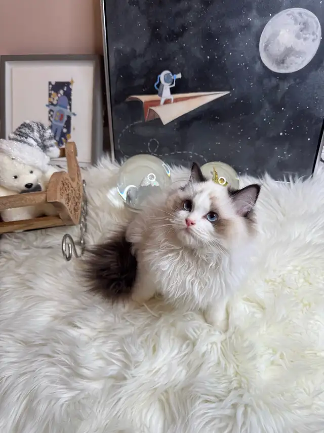 purebred ragdoll boy