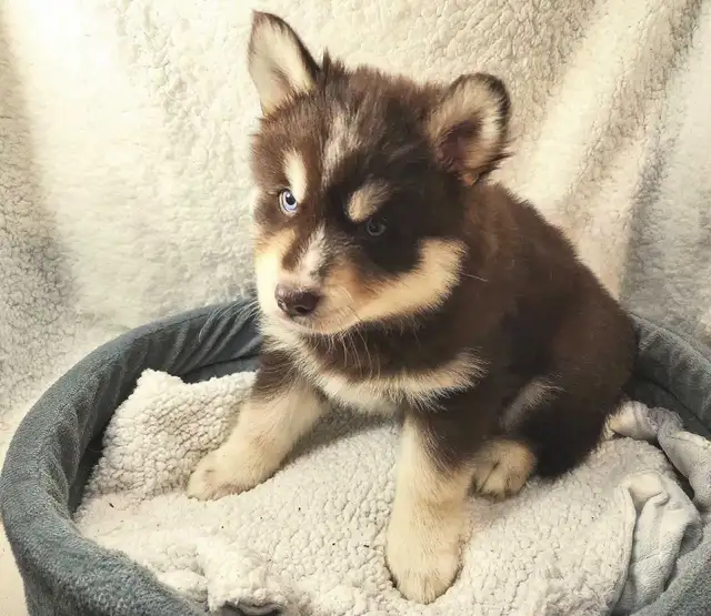 F4 Pomsky Puppies! Ready Now!! in Dogs & Puppies for Rehoming in Norfolk County - Image 9