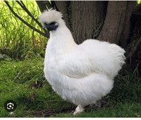 LF: Pure white Silkie Pullets