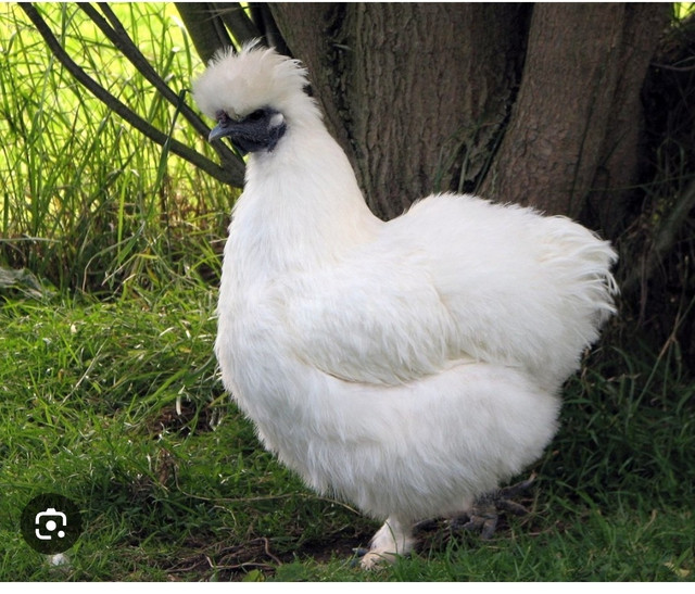 LF: Pure white Silkie Pullets in Livestock in Belleville
