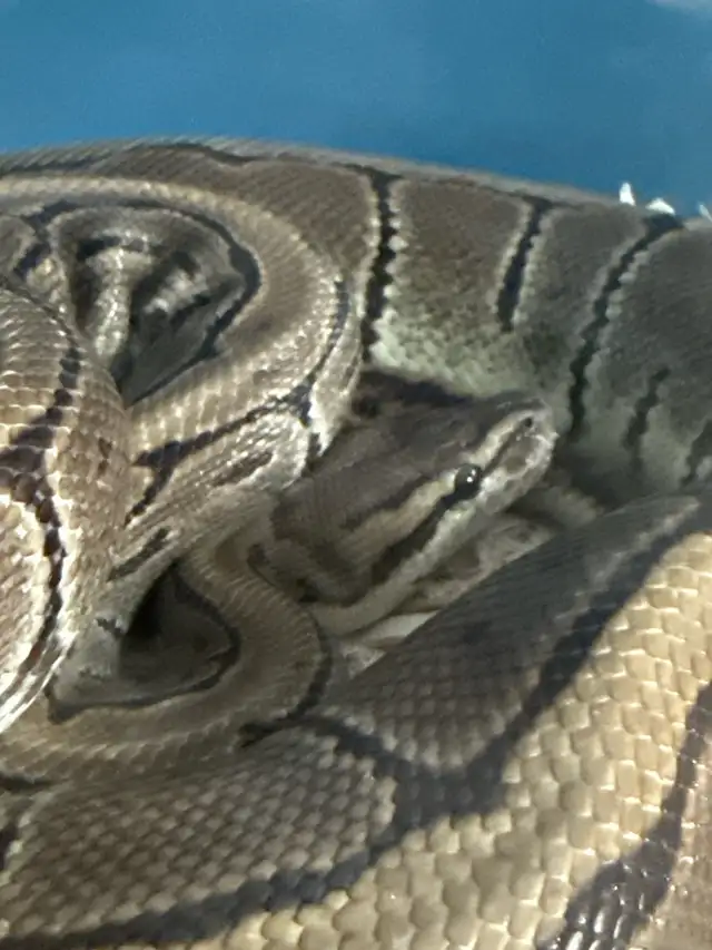 Bald head python | Reptiles & Amphibians for Rehoming | Ottawa | Free ...