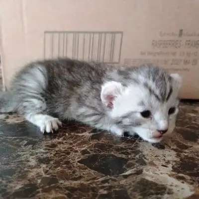 Chaton Highland Lynx prêt pour la réservation La maman est une femelle 3 caractéristiques Lila et le...