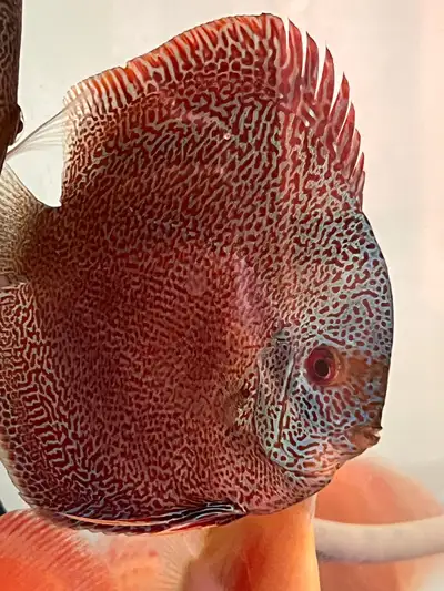 Super panthera discus for sell, View more