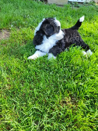 Aussiedoodle mini puppy for sale, View more