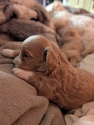 ❤️ Apricot Maltipoos ❤️, View more