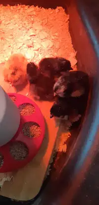 Chicks Barnyard mix
