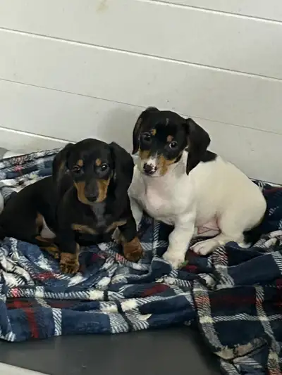 Miniature Dachshund Puppies, View more