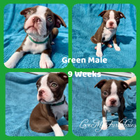 2 Sweet Red & White Boston Terrier. Ready to go price reduced.