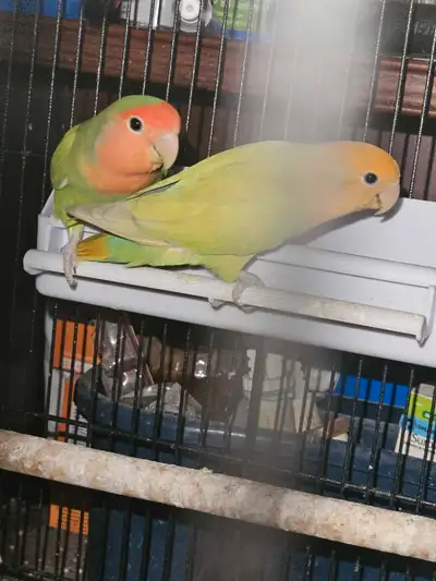 6 month old lovebirds Mother hatched and raised Male and Female Asking $200 for both Will not separa...