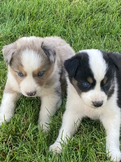 Australian Shepherd x Husky Puppies, View more