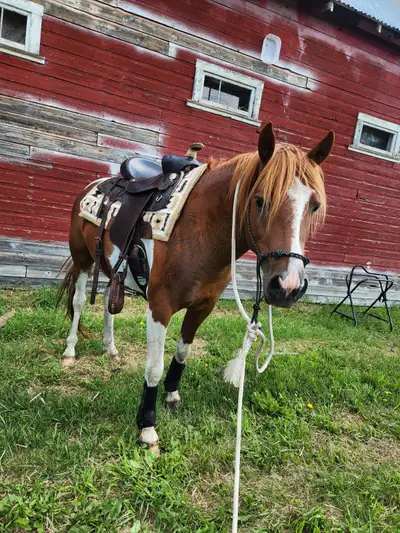 3yo 13hh Quarter Pony Gelding, Voir plus