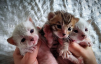 Purebred Bengal Kittens