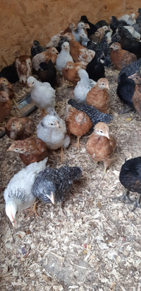 Pullets (young girl chickens) for Sale!