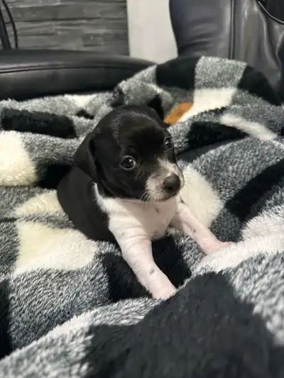 Adorable Jack Russell × Chihuahua Puppies, View more