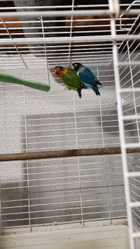 Proven Fisher Lovebird Pair Healthy 2 years old.