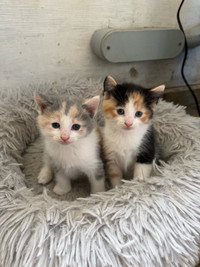 3 Kittens