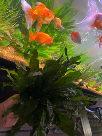Java fern thick healthy