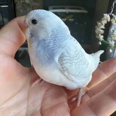5 weeks old tamed baby budgie , View more