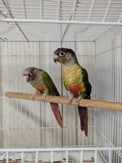 couples de conures (ferme élevage), View more