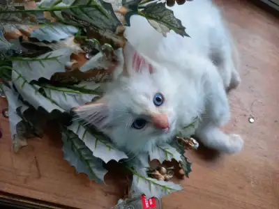 Ragdol White Kitten, View more