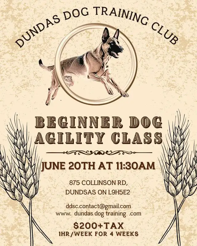 Dog Fun Agility Classes466871380115476480