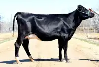 Holstein (family milk cow) For sale