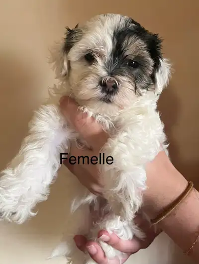 chiots YORKIEPOO, View more