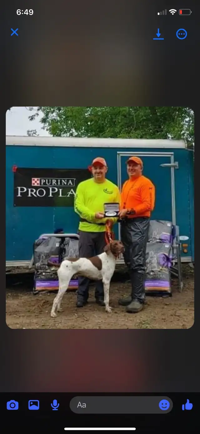 German Shorthair Pointer  Puppies Registered in Dogs & Puppies for Rehoming in Windsor Region - Image 8