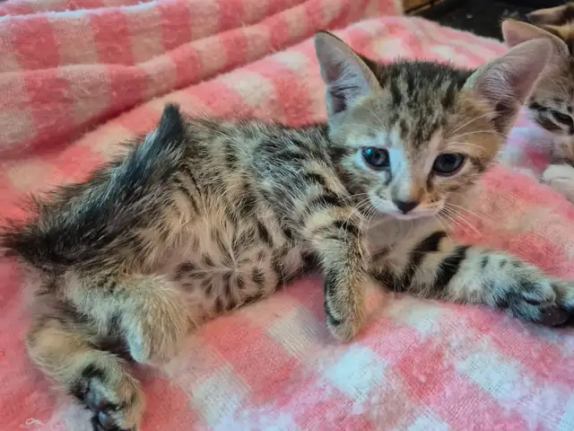 Savannah in Cats & Kittens for Rehoming in Laval / North Shore - Image 6