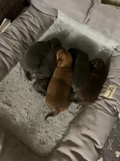 Chihuahua / min pin = Chipin puppies for homing ready for visits come And meet the cutest and quiete...