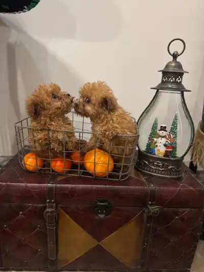 Maltipoo puppies, View more