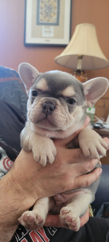 FRENCH BULLDOG PUPPIES in Dogs & Puppies for Rehoming in North Bay - Image 2