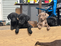 Province wide delivery! Merle/Black/Chocolate Lab Puppies! 