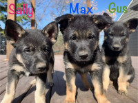 Purebred German Shepherd Puppies (Only 3 Left)