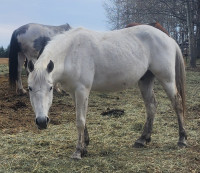 2yr old grey Gelding loads of personality,  loves chasing cows