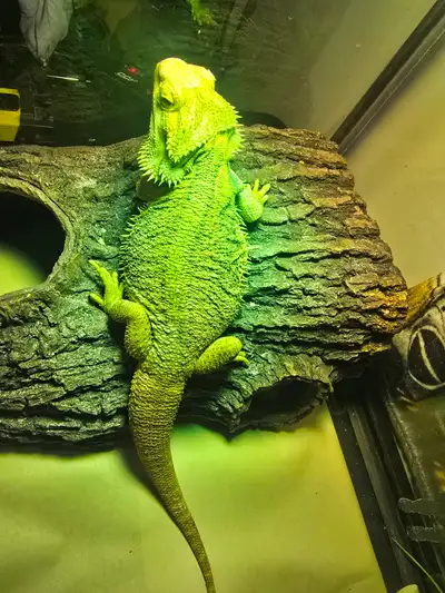 4yr old male citrus bearded dragon, View more