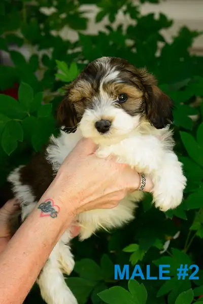Havanese puppies, View more