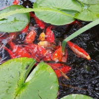 pond pump. UV clarifier, heater, pond plants & 50pond fish