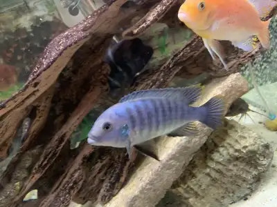 African Cichlid for trade, View more