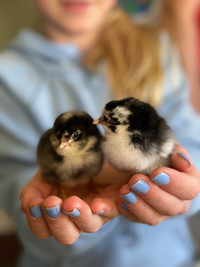 Baby Chicks - Hatched May 2nd