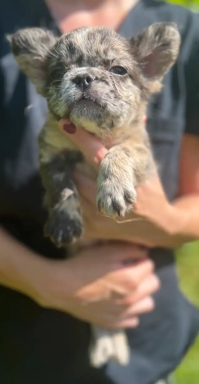 French Bulldog puppies 2 year Health Guarantee in Dogs & Puppies for Rehoming in City of Toronto - Image 8