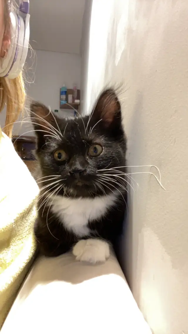 Chaton noir et blanc in Cats & Kittens for Rehoming in Saint-Hyacinthe - Image 8