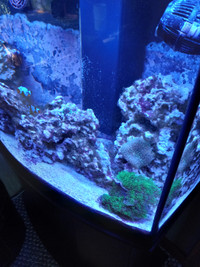 Saltwater fish tank complete
