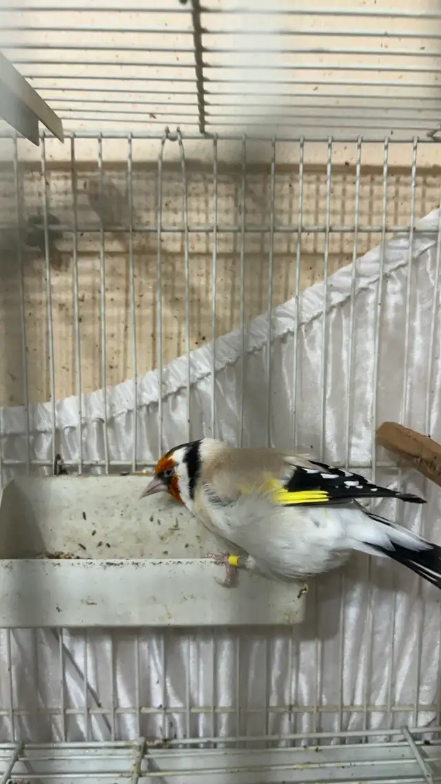 European Goldfinch in Birds for Rehoming in City of Toronto - Image 4