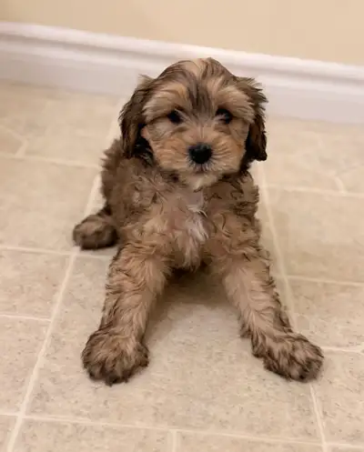 Shorkie puppies, View more
